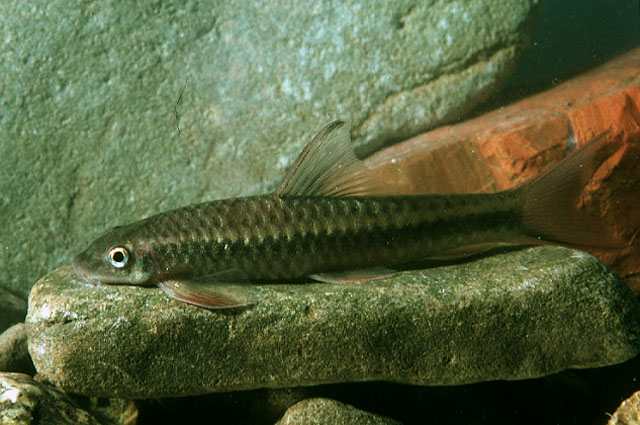 Paracrossochilus acerus