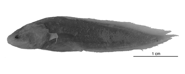 Paradiancistrus acutirostris