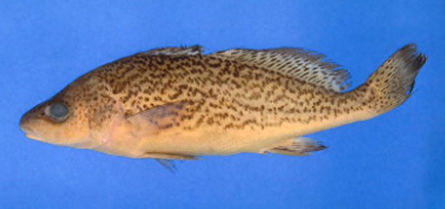 Pachyurus adspersus