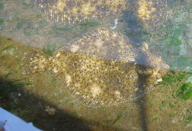 Paralichthys adspersus