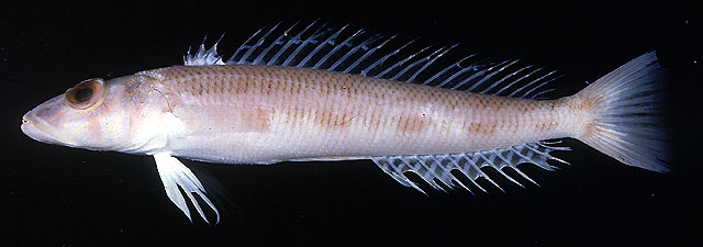 Parapercis alboguttata