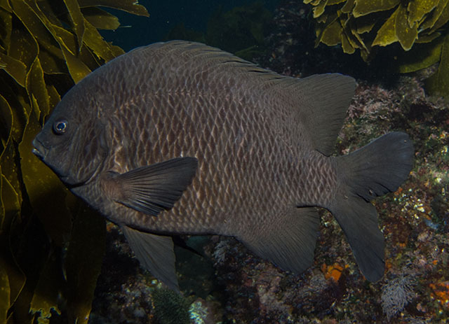 Parma alboscapularis