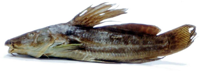 Parauchenoglanis altipinnis