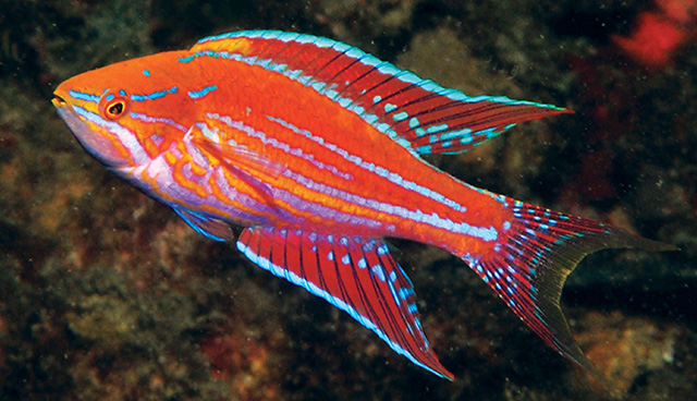 Paracheilinus angulatus