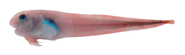 Paano_u3.jpg