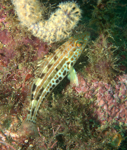 Paralabrax auroguttatus
