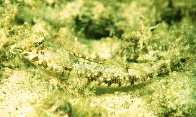Callionymus bairdi
