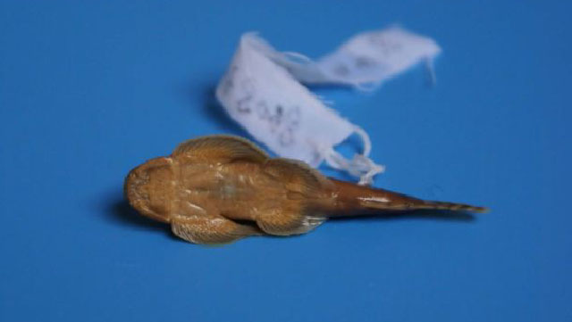 Paraprotomyzon bamaensis