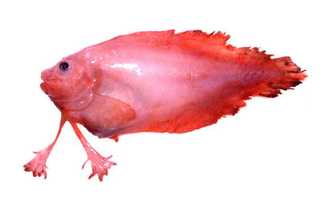 Palmoliparis beckeri