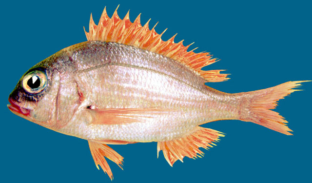 Pagellus bellottii