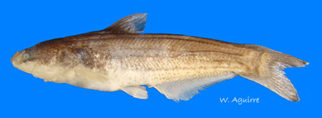 Paracetopsis bleekeri