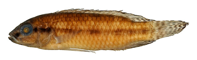 Pabre_u0.jpg