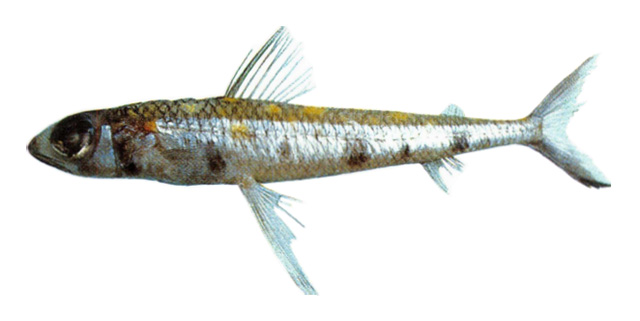 Paraulopus brevirostris