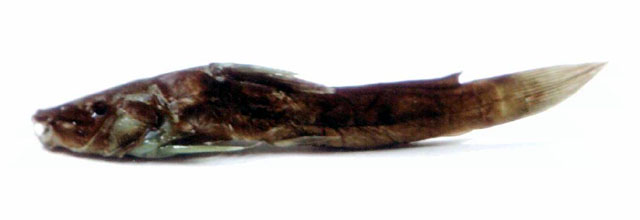 Pabue_u0.jpg