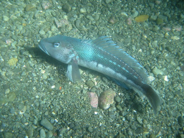 Parapercis colias