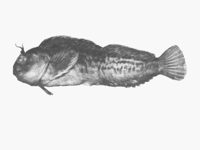 Parablennius cornutus