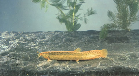 Misgurnus dabryanus