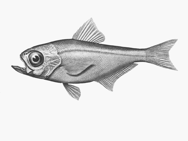 Parapriacanthus elongatus