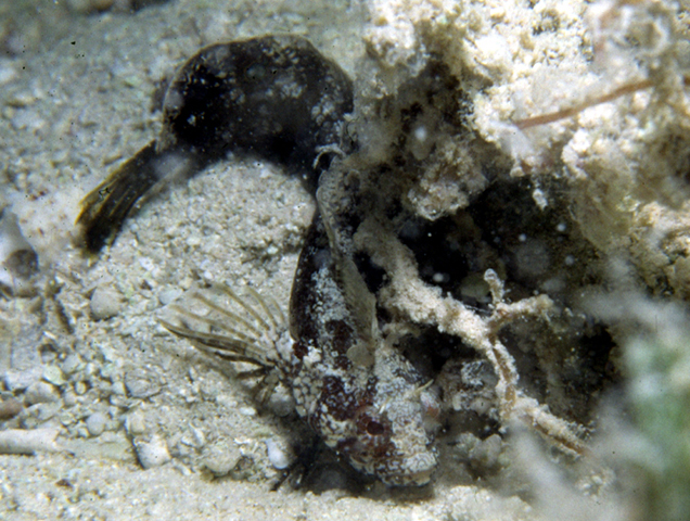 Paraclinus fasciatus