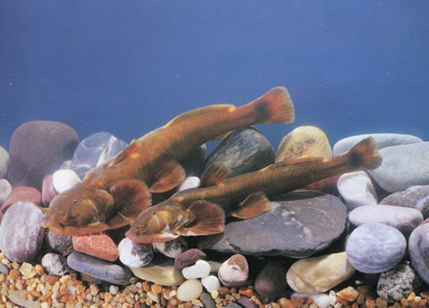Pareuchiloglanis feae