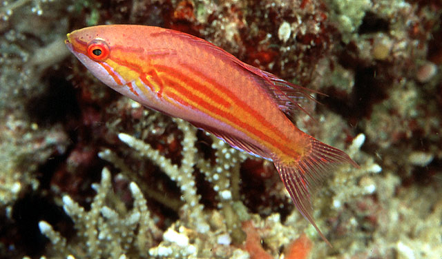Paracheilinus filamentosus