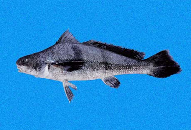 Paralonchurus goodei