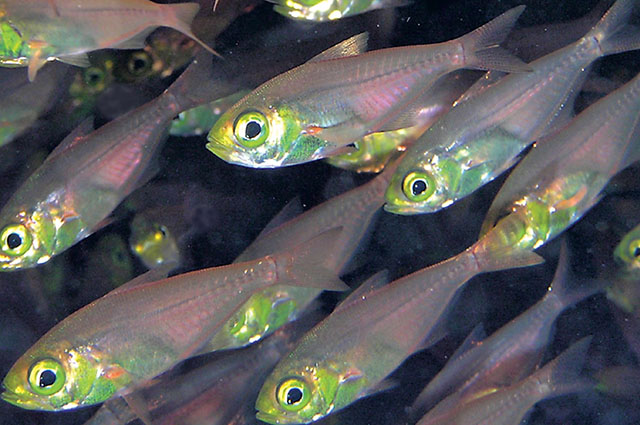 Parapriacanthus guentheri