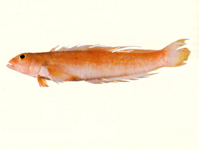 Ryukyupercis gushikeni