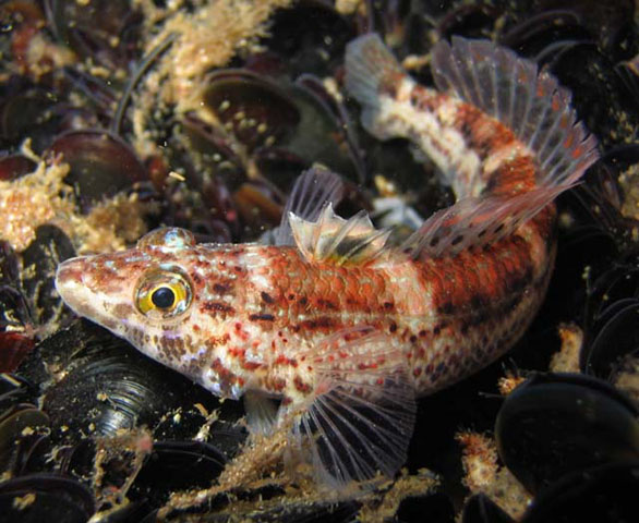 Parapercis haackei