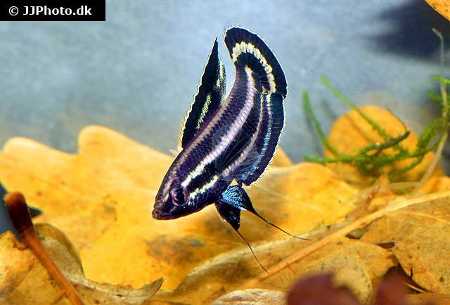 Parosphromenus harveyi