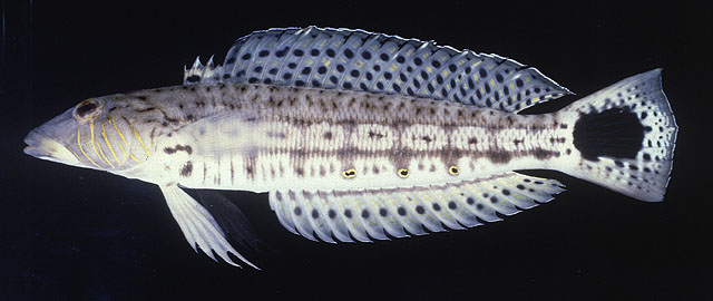 Parapercis xanthogramma