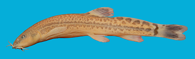 Pahir_u0.jpg