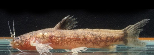 Parakysis hystriculus