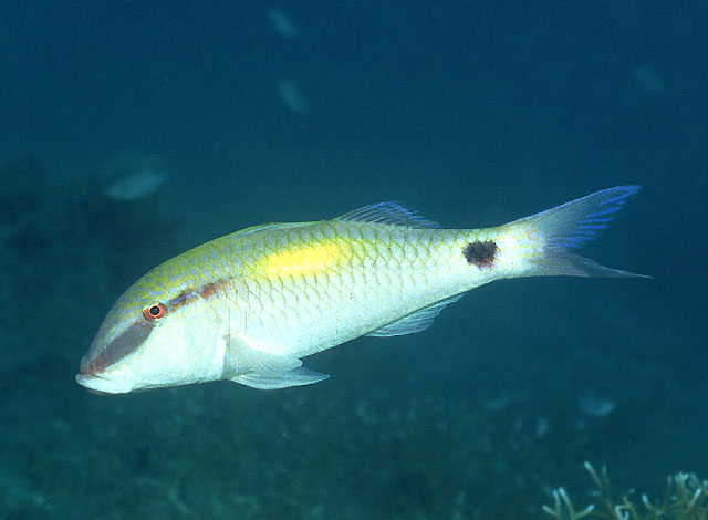 Parupeneus indicus