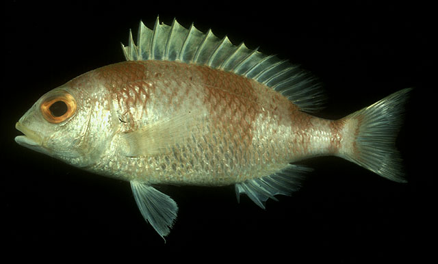 Parascolopsis inermis