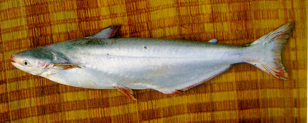 Pangasius krempfi