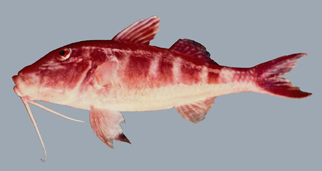 Parupeneus louise