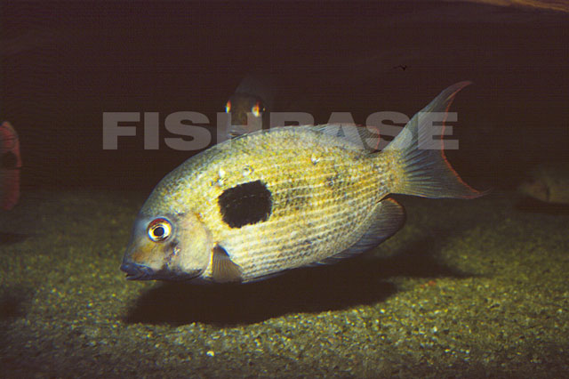 Paretroplus maculatus