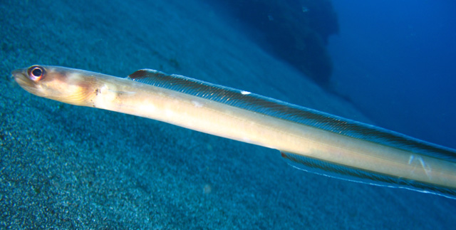 Paraconger macrops