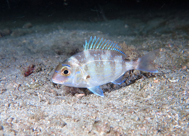 Pagrus major