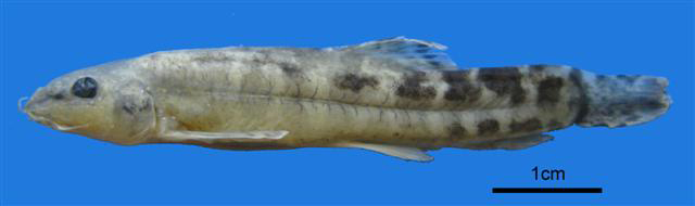 Paracobitis malapterura