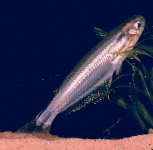 Pareutropius mandevillei