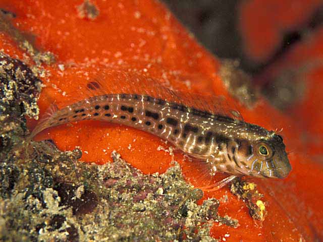 Parablennius marmoreus
