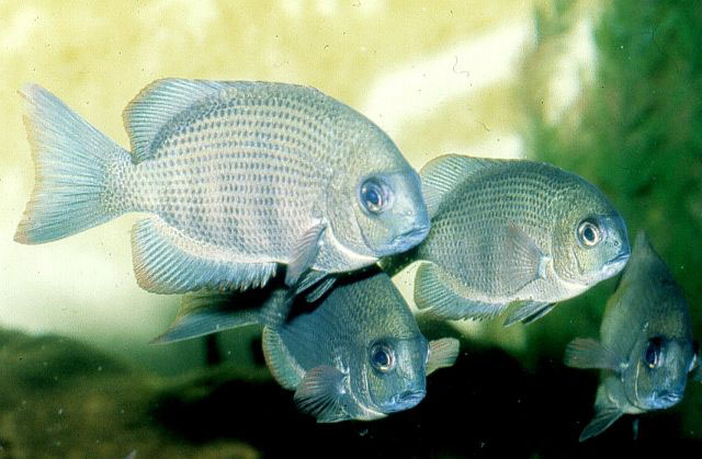 Pamen_u6.jpg