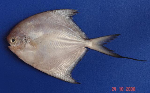 Pamin_u1.jpg