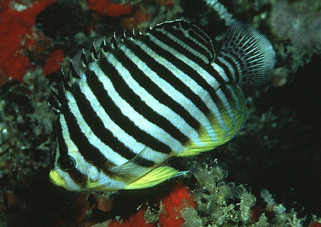 Paracentropyge multifasciata