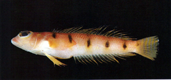 Parapercis macrophthalma