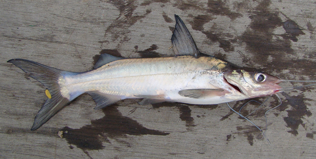 Parapimelodus nigribarbis