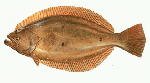 Paoli_u1.jpg