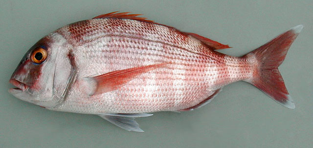 Pagrus pagrus